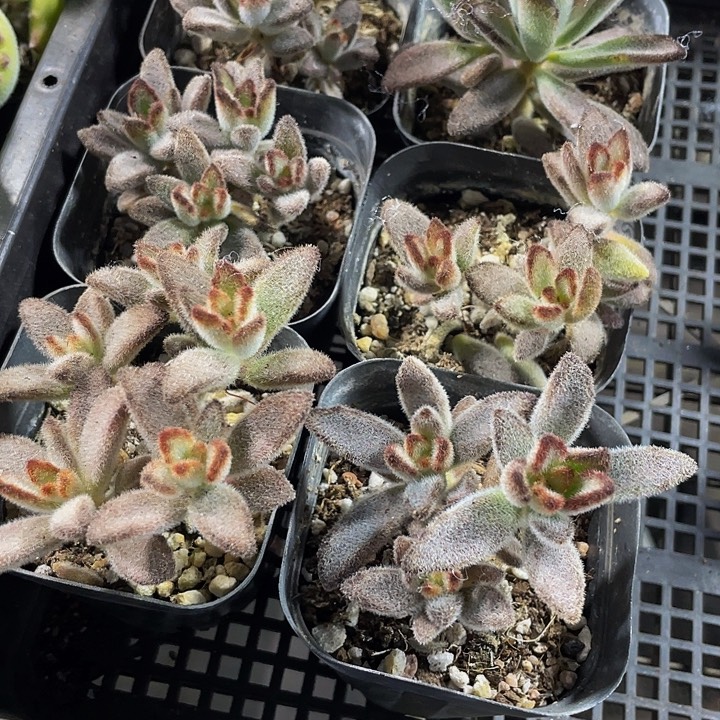 灰兔儿2.8带盆土发货