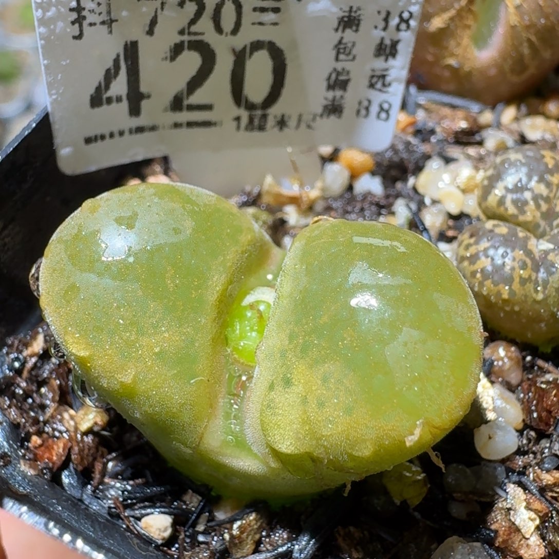 Sss清仓价便宜了420