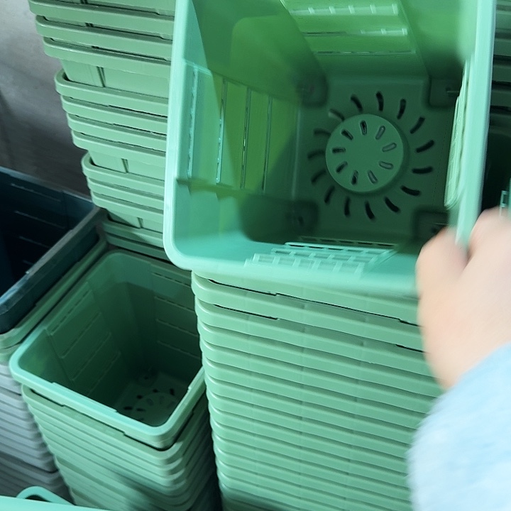 编号103果绿无托10个