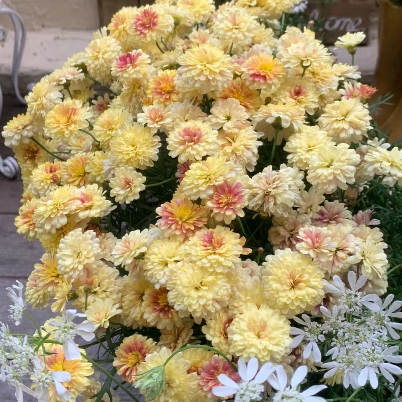 爱丽丝玛格丽特菊花盆栽多年生易爆花新手易养护喜阳植物