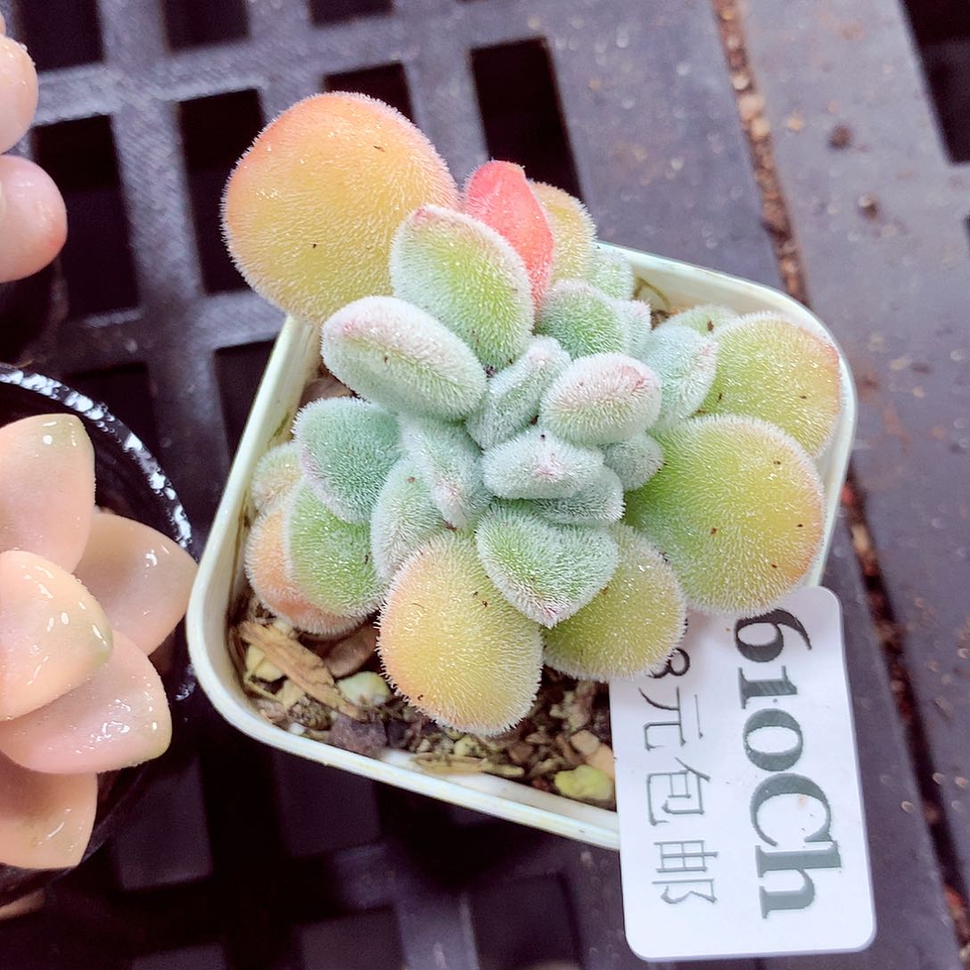 5厘米盆精控多肉610