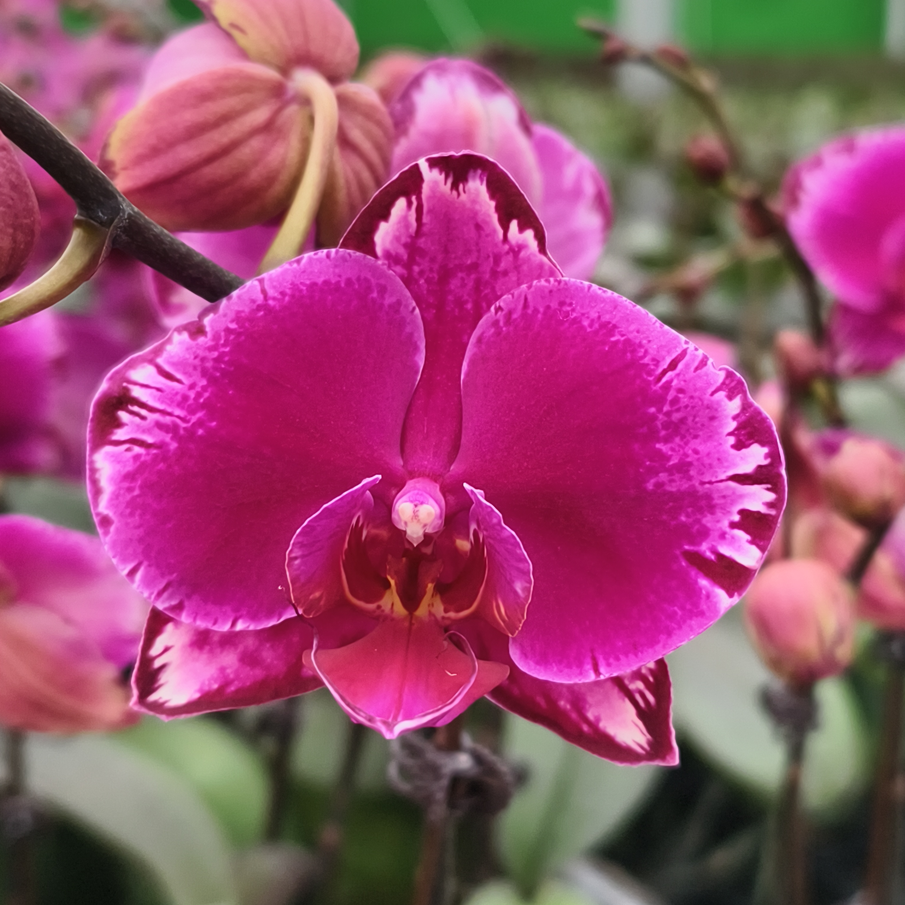 蝴蝶兰【双星光芒】特色闪边花朵 2.8寸杯 带花带花苞 基地直发