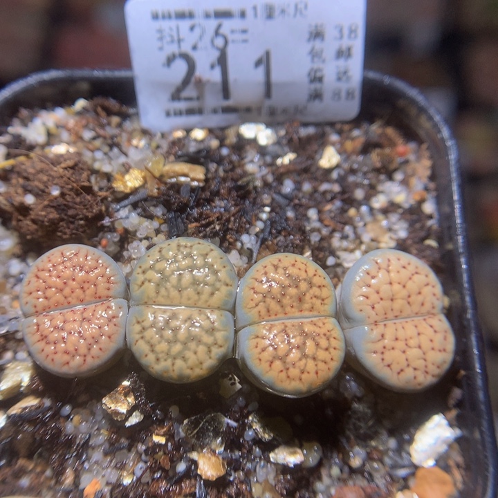 精品生石花26.211德州