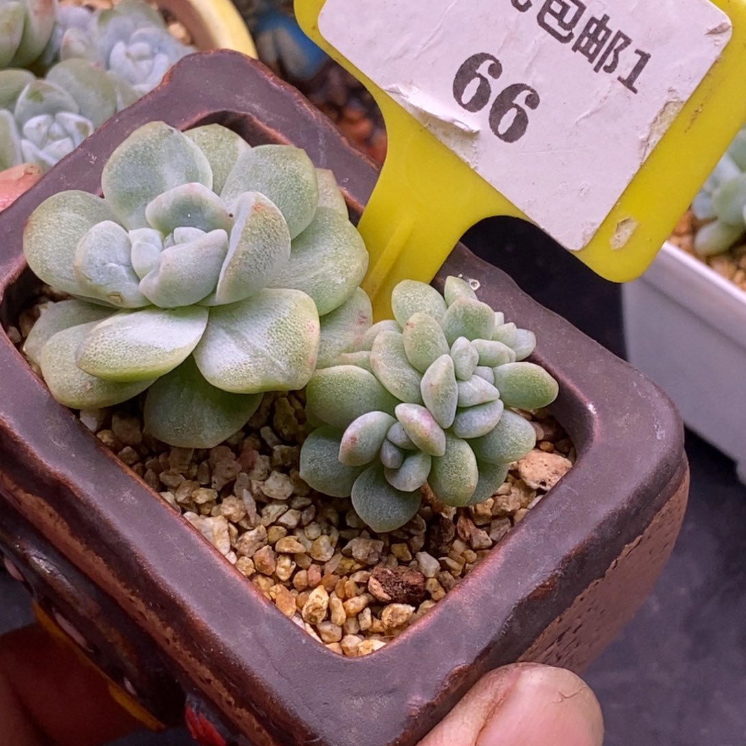 166冰玉石化朵朵缀…………