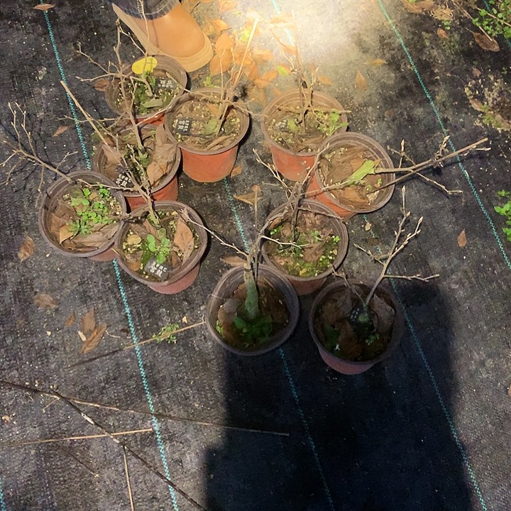 无花朵宫鼓嫁接苗26.8