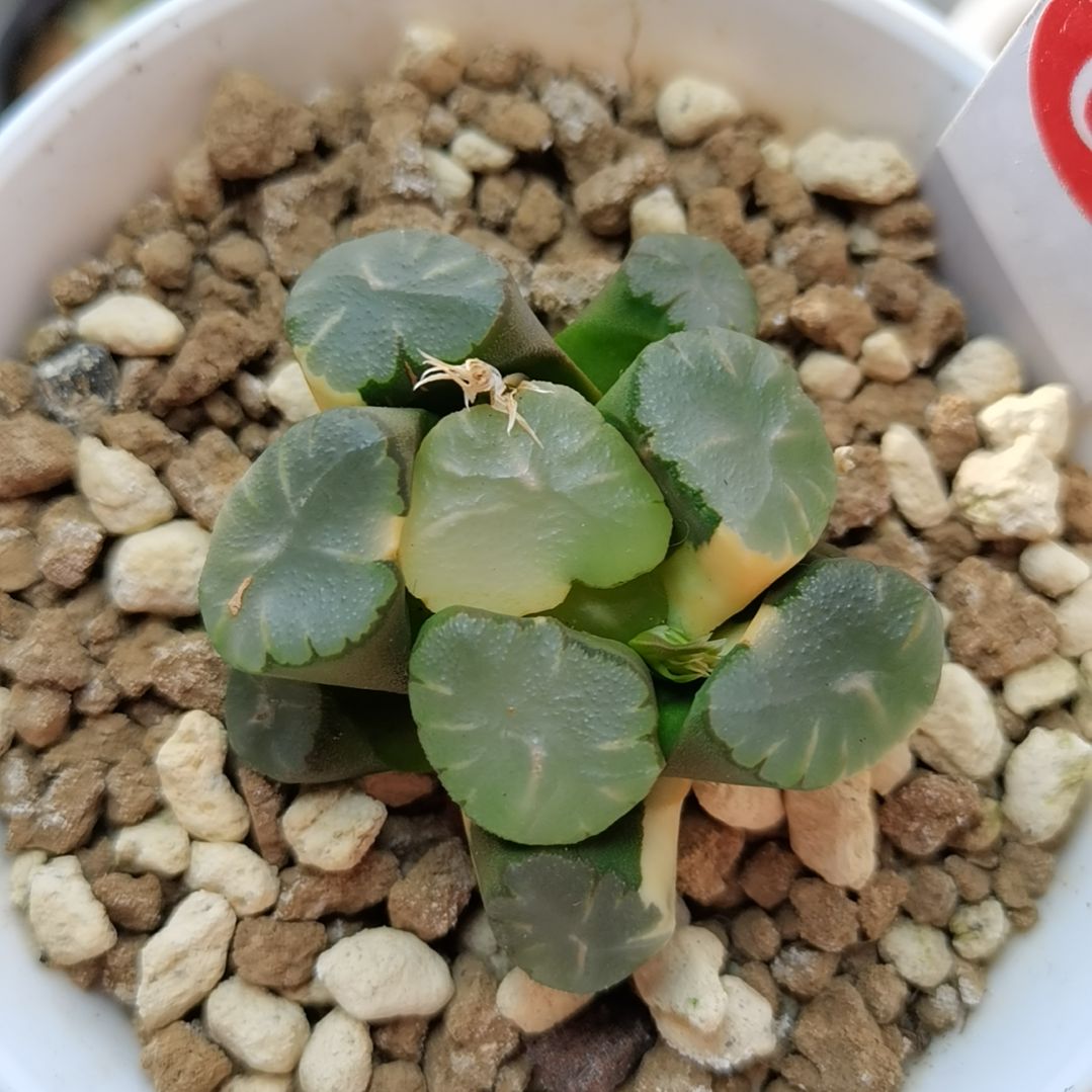 63号天使万象锦一物一拍带盆土发货