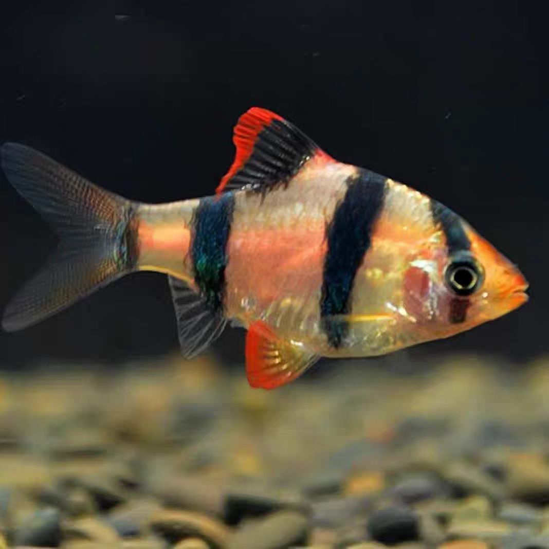 四间虎皮鱼荧光绿虎皮鱼翡翠虎皮鱼观赏鱼热带鱼群游小型观赏鱼