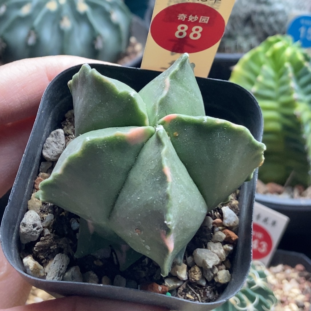 实生花斑鸾凤玉锦一颗