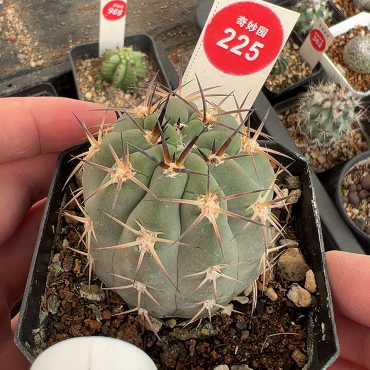 实生上蜡强刺阿寒玉4.6cm