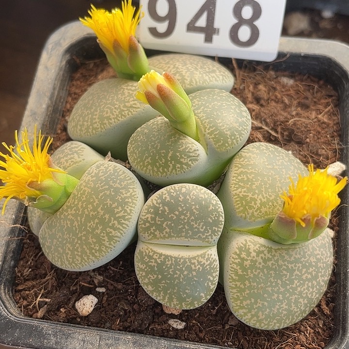 生石花一颗948脱土发货