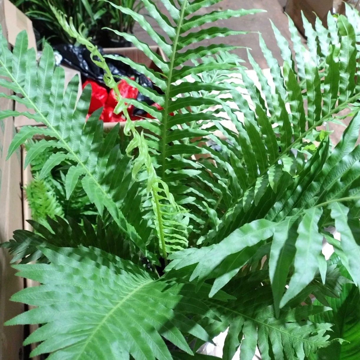 富贵蕨室内绿植不开花植物