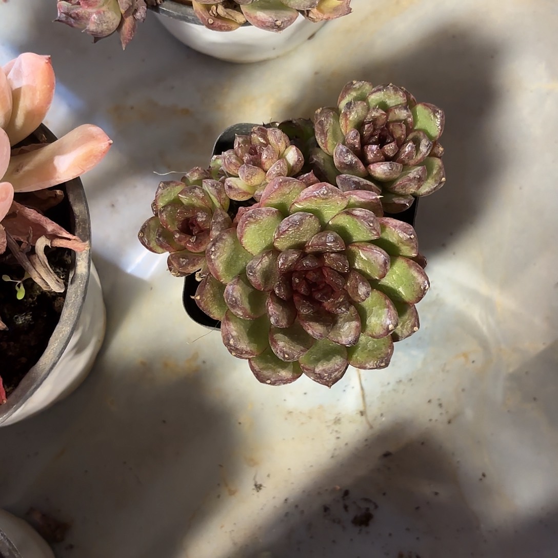 多肉植物啦啦啦啦啦