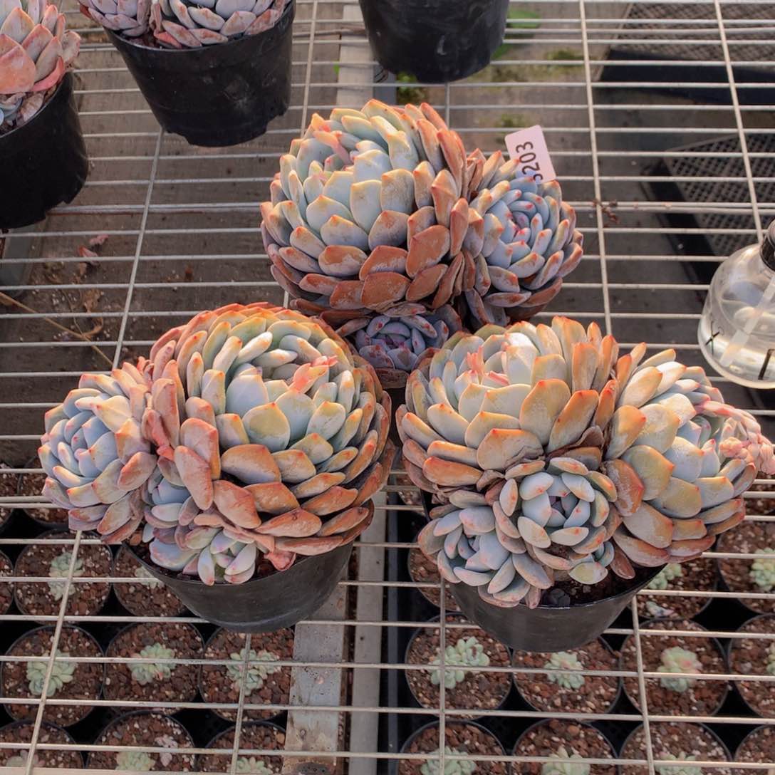 3203三个一起多头在这段