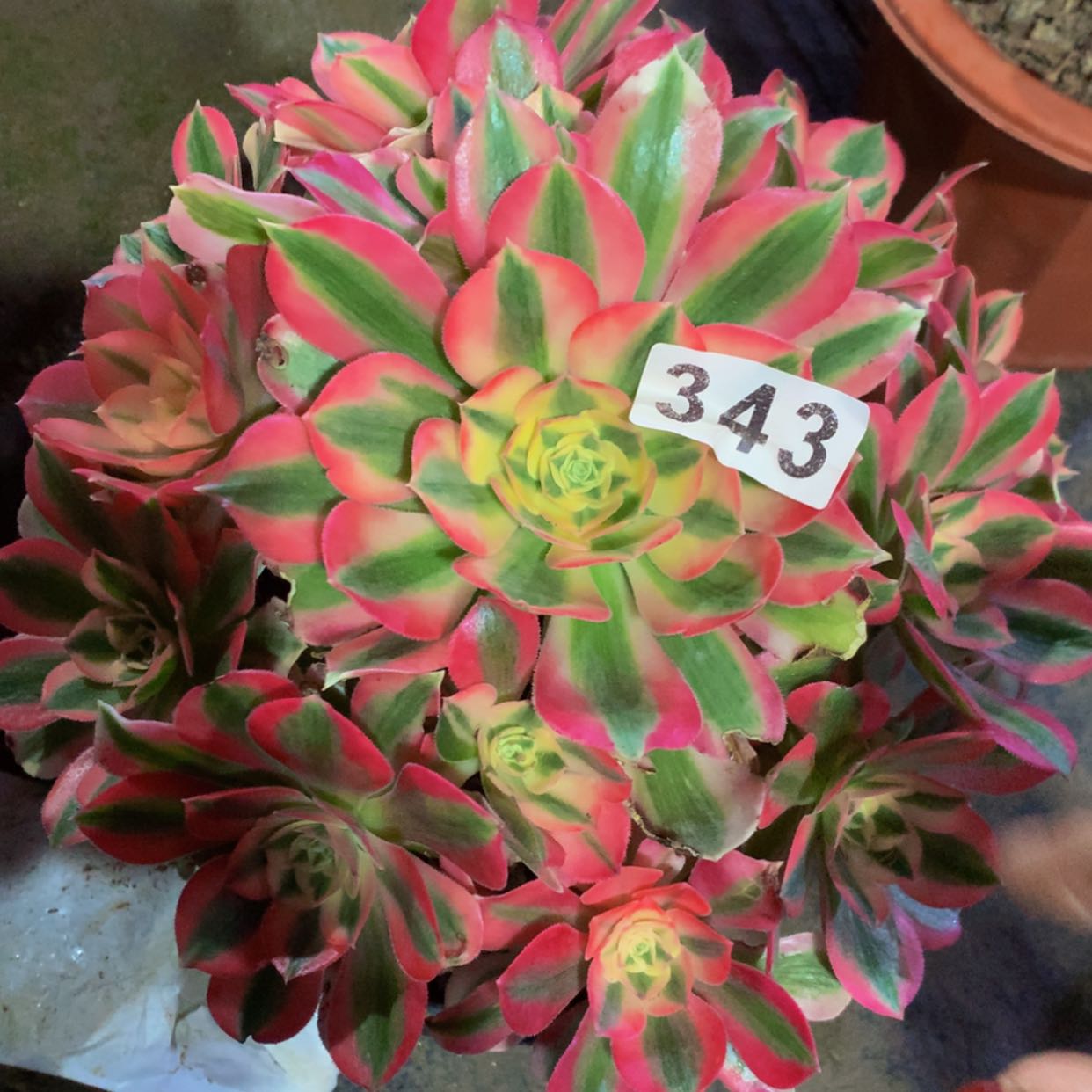 【闪购商品】343女巫多肉