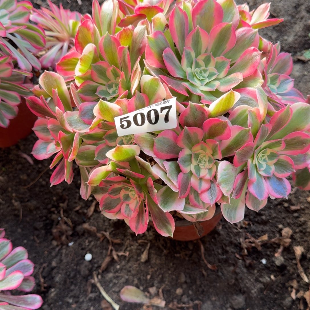 法师粉女郎5007 19-19