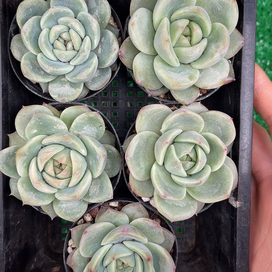 多肉一物一拍23-232