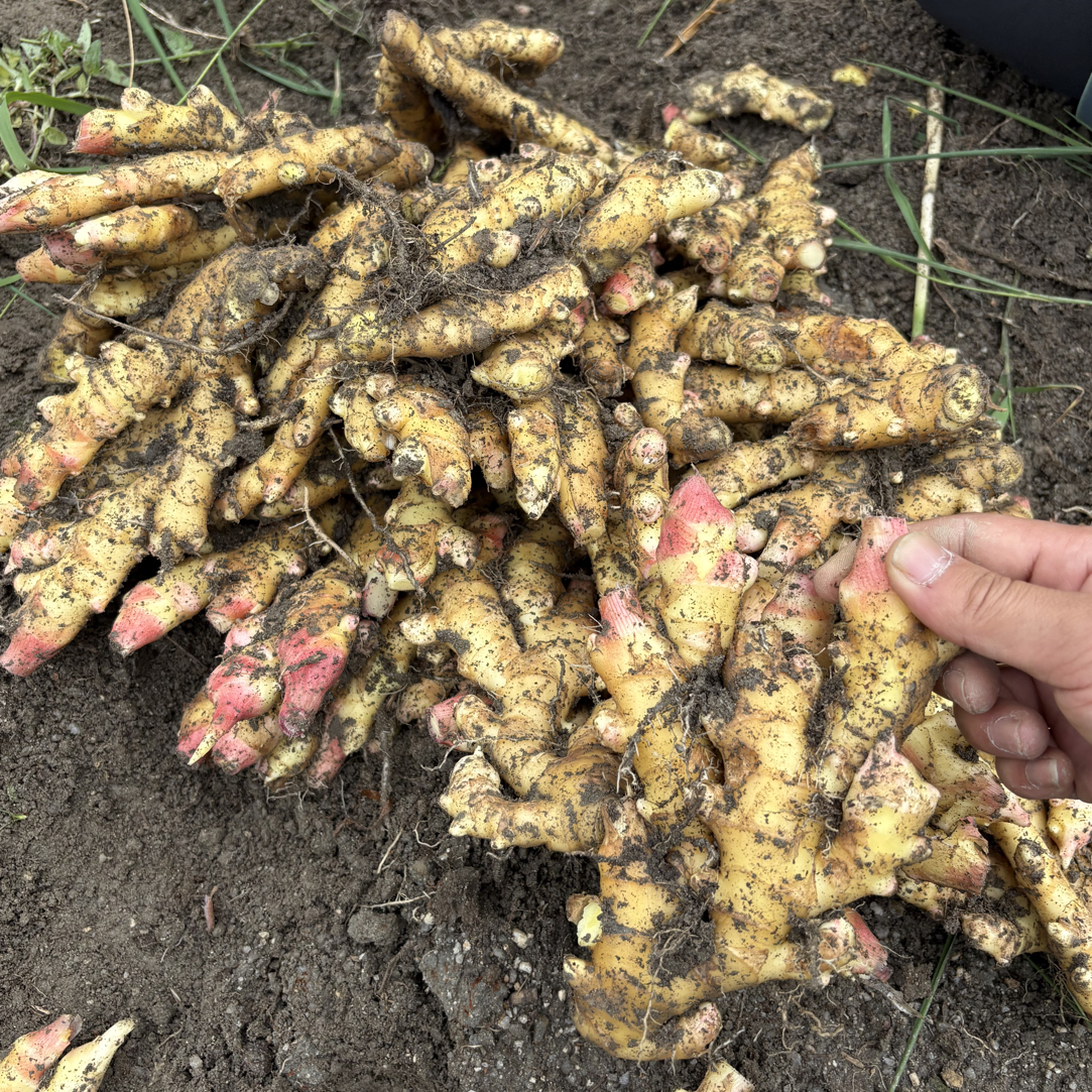 安福小黄姜10斤一袋