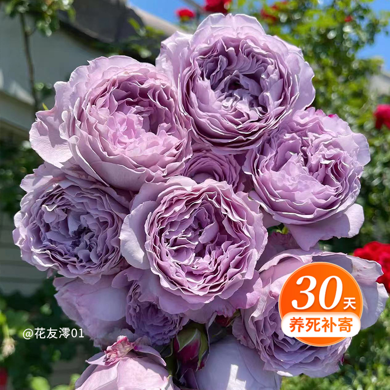 天狼月季 蓝丝球 自育月季玫瑰多季浓香丰花月季盆栽
