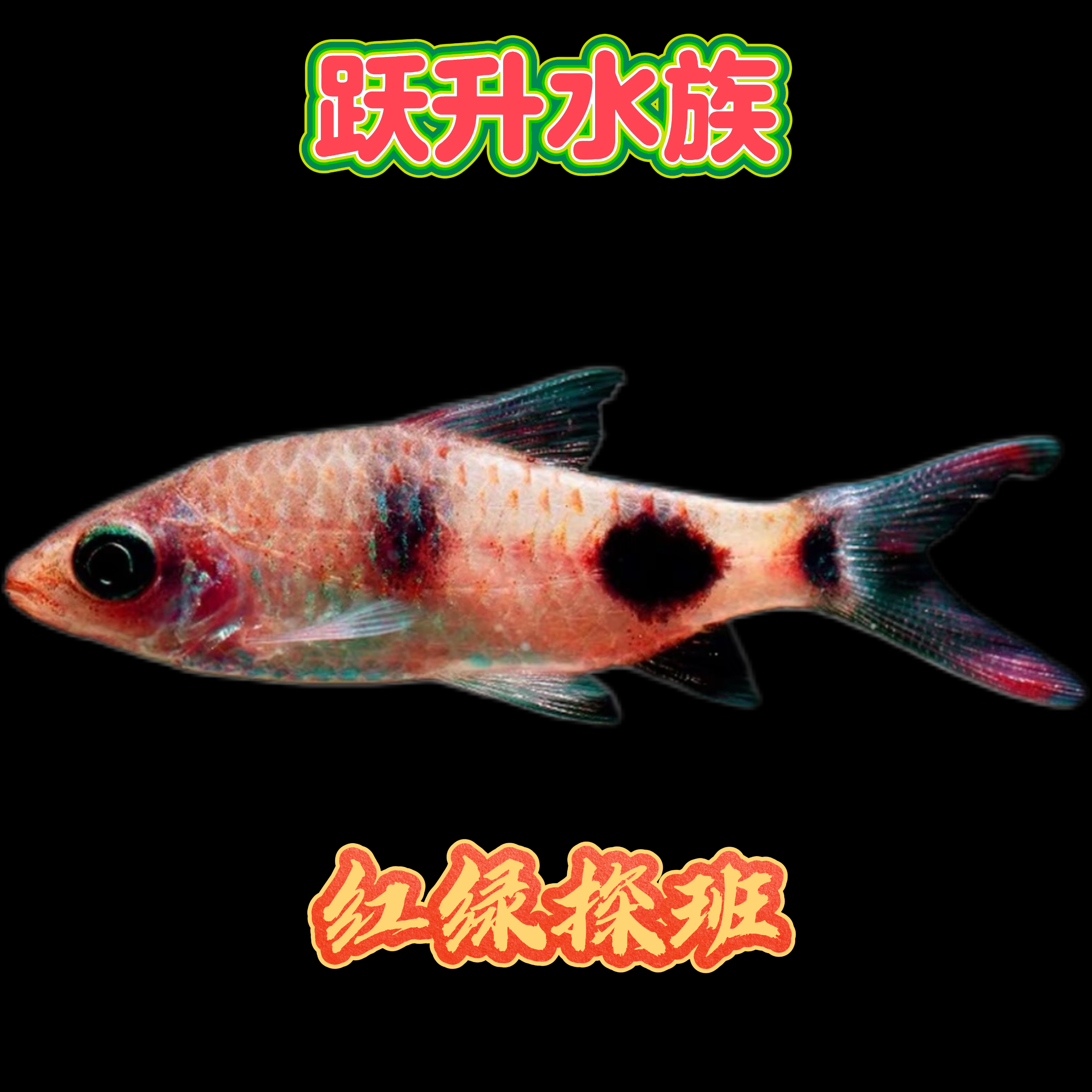 红叹斑大斑道金斯鲃紫红热带观赏鱼群游混养淡水活体鱼观赏鱼vs