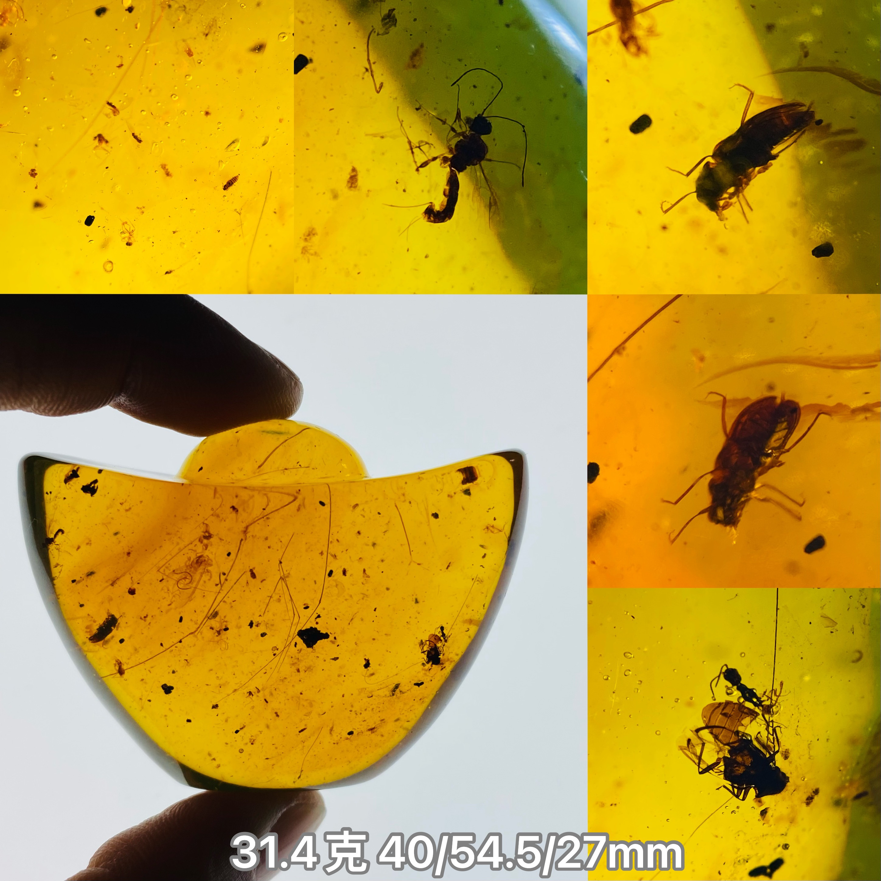 【小伊琥珀】31.4克虫珀虫窝金元宝（甲虫/蚊子窝）