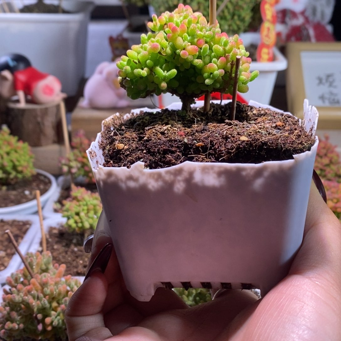 蜜橘带盆土发货一物一拍