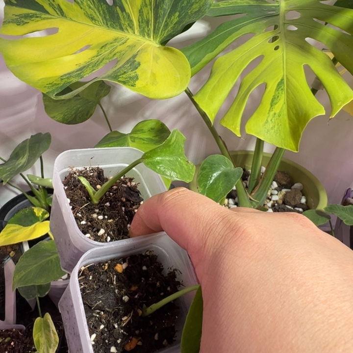 戴***…完全开放龟背竹种苗