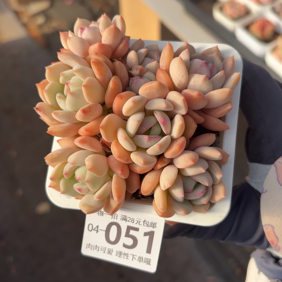 蜜桃格林无盆土发货无