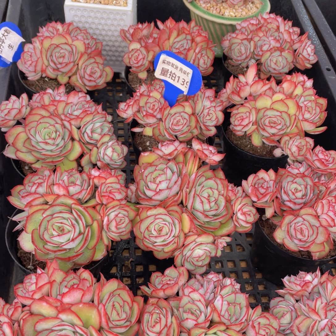 量拍139号 牡丹亭大群生一个