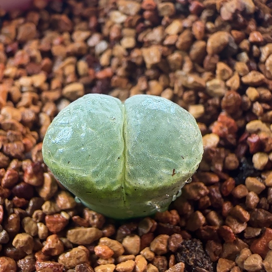 0618/1802.83紫极窗/