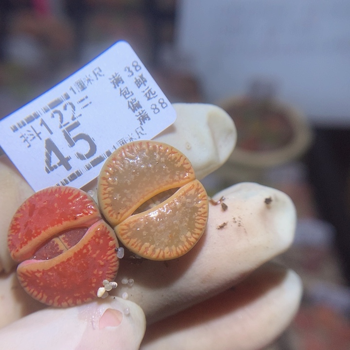 精品生石花122.45