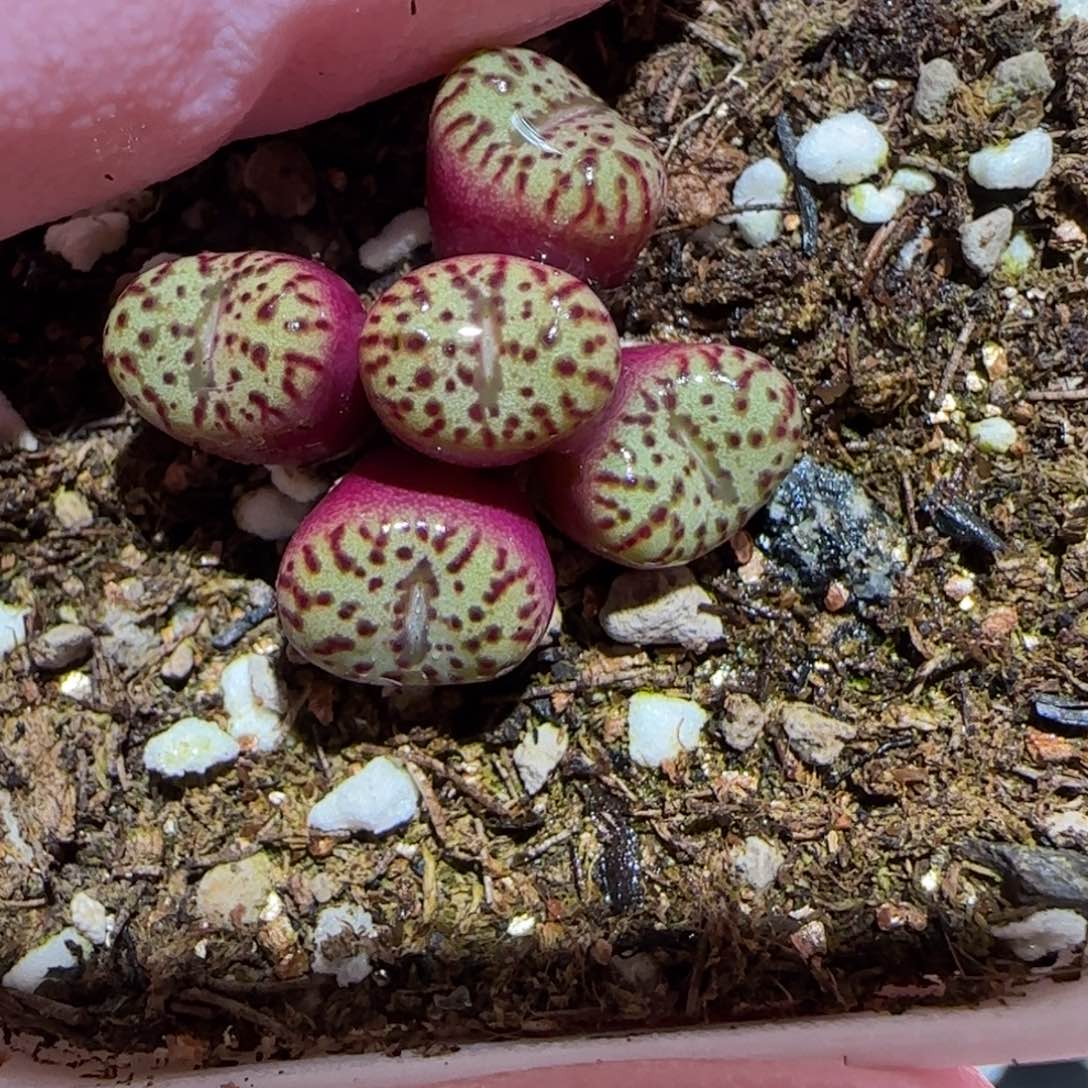 肉锥多肉植物百科-396