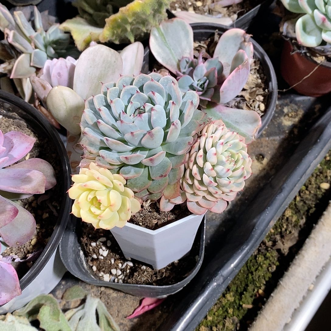 姬莲锦群多肉植物老桩