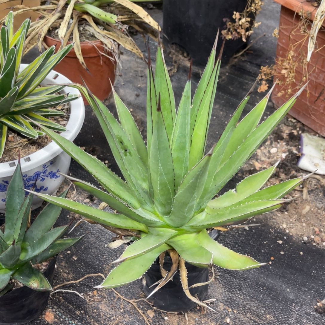 亚利桑那龙舌兰系列