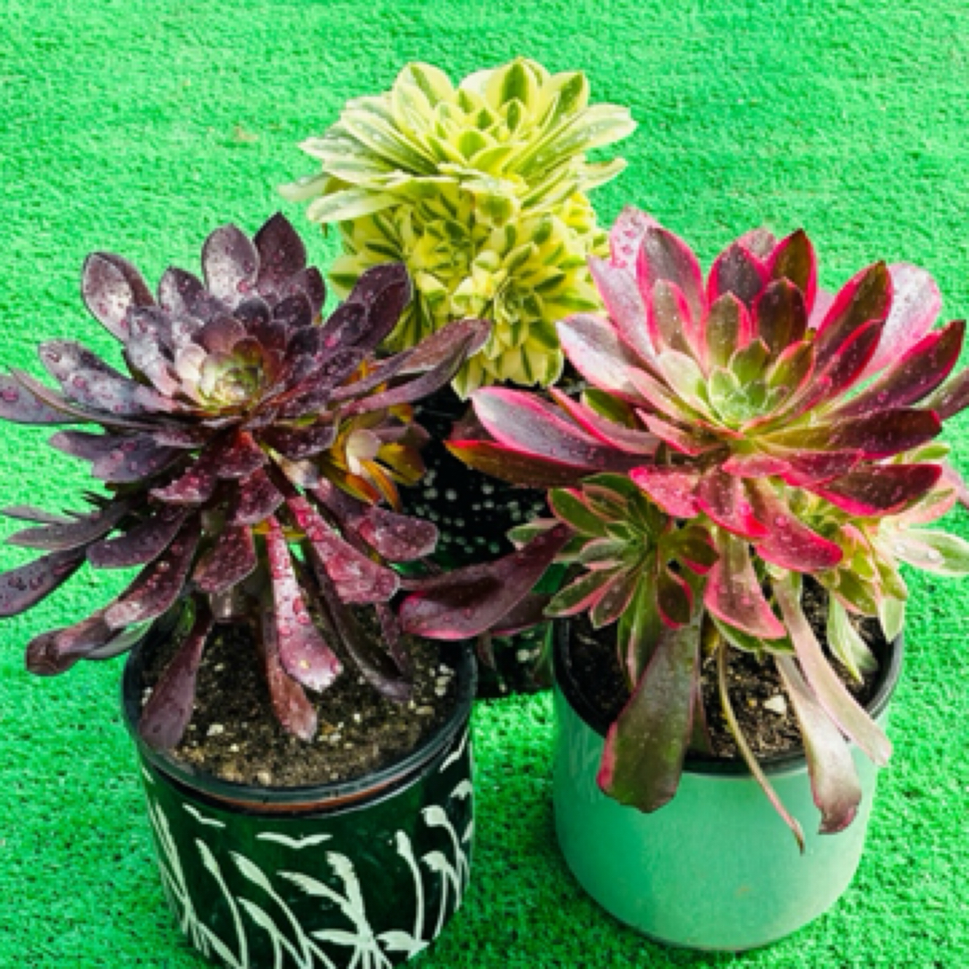 多肉法师黑铜壶+金丝雀+迈巴赫三棵周正手捧，脱土发不包断枝断叶