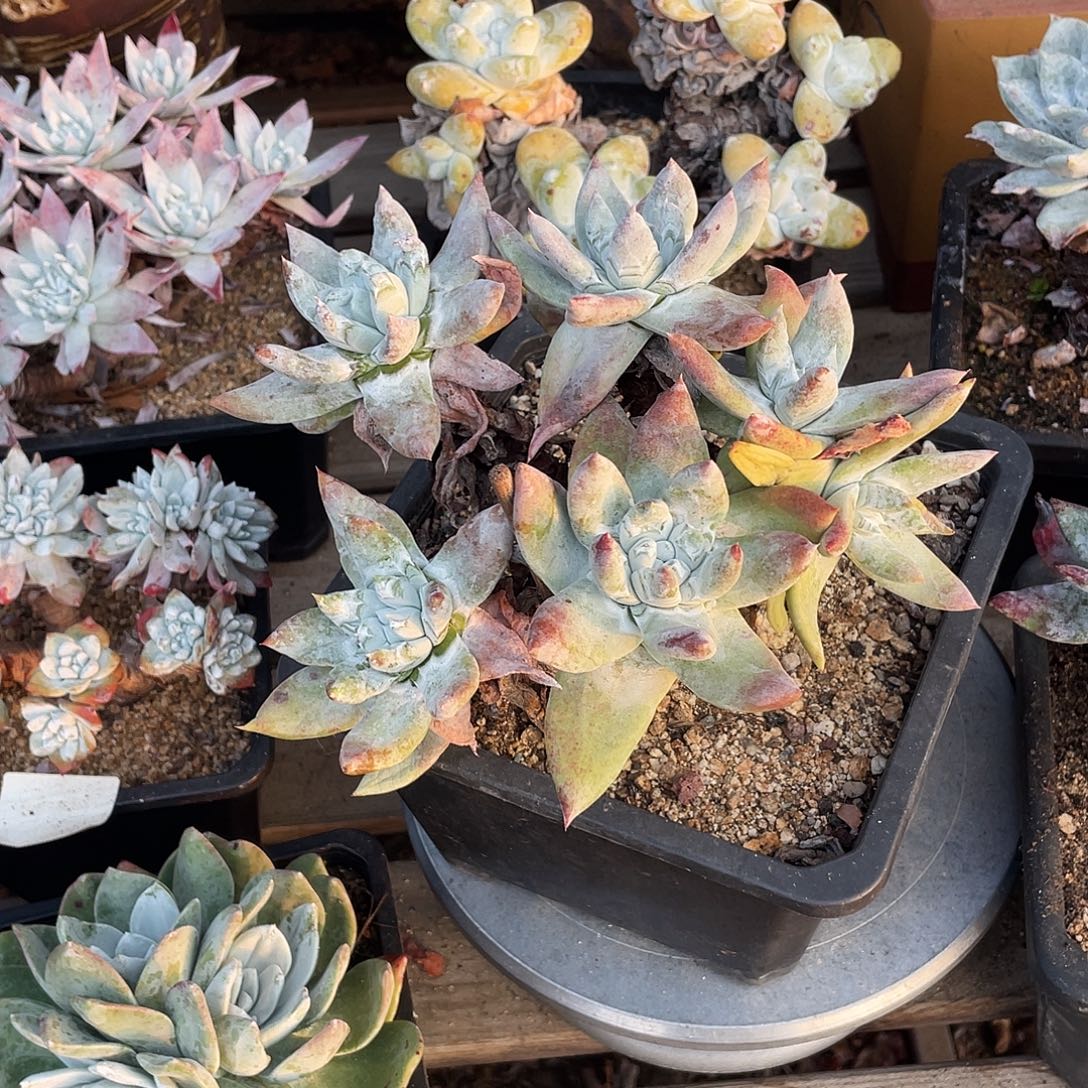 晨溪园艺仙女杯呀