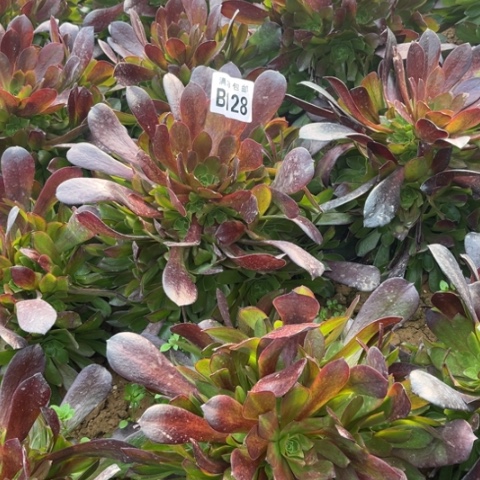 128梅花不包断枝