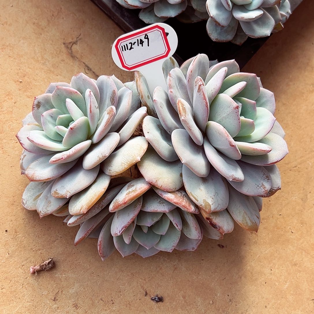 1112-149奶茶老桩。