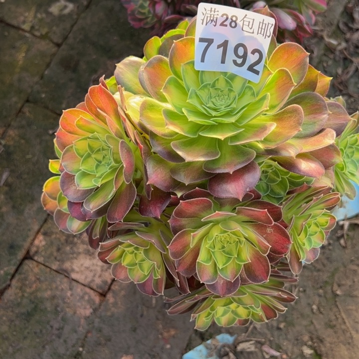 7192韶华多肉植物