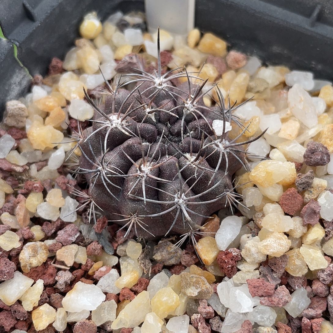 199 黑帝玉变种实生清货裸根满 39 包邮，非偏远地区