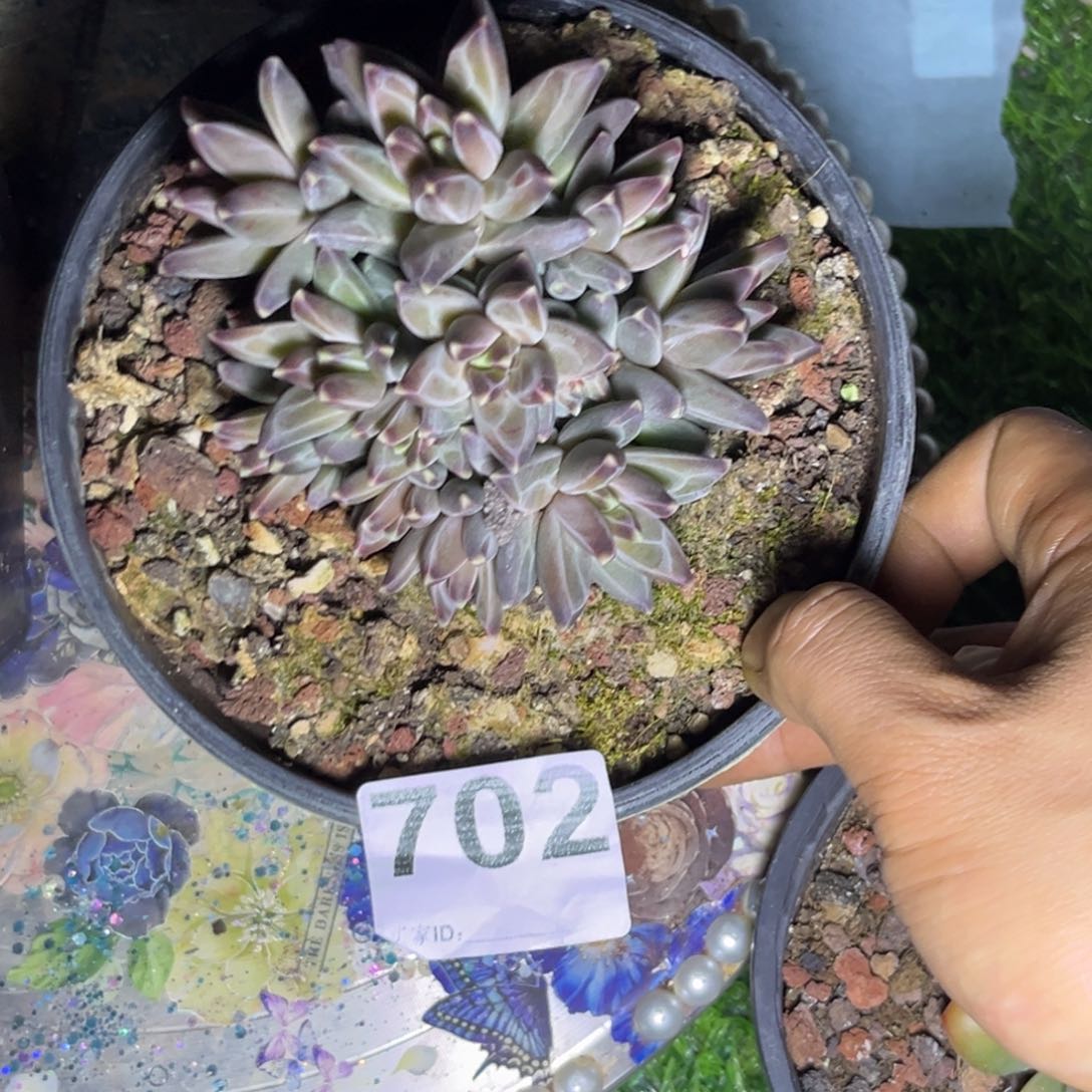 @**哥多肉植物普拉朵702