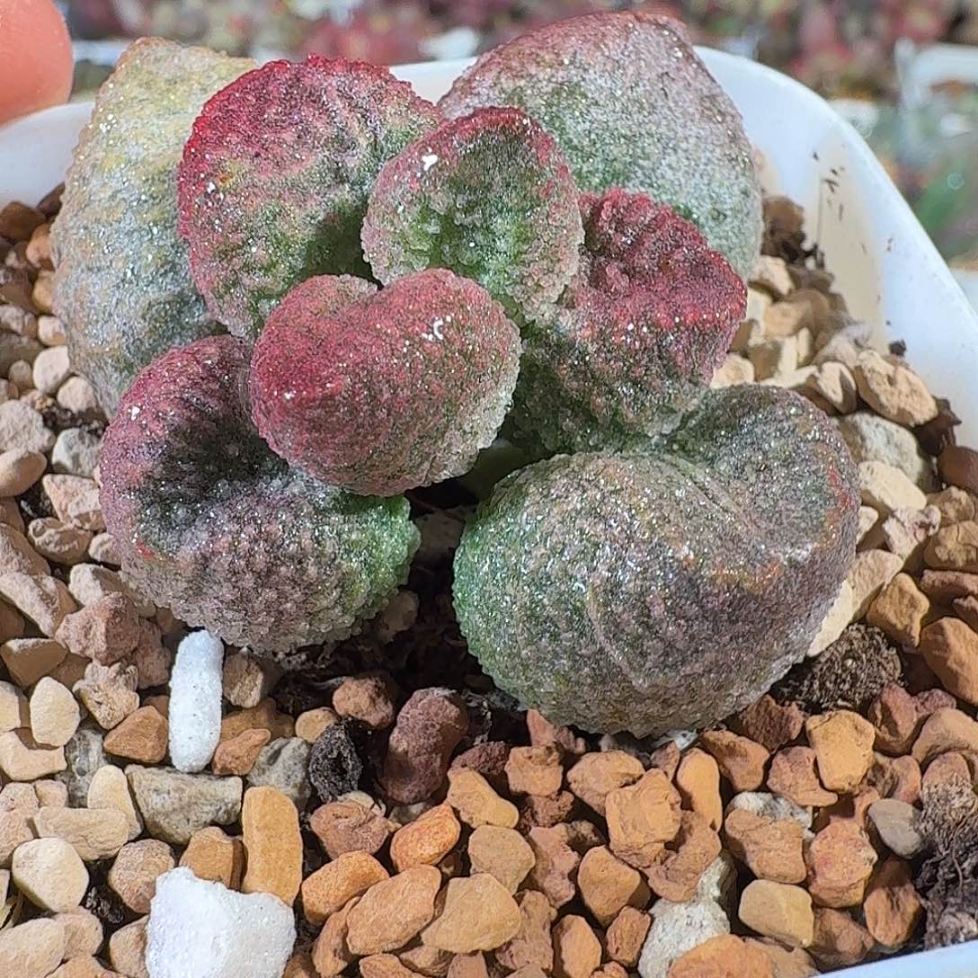 水蜜桃              