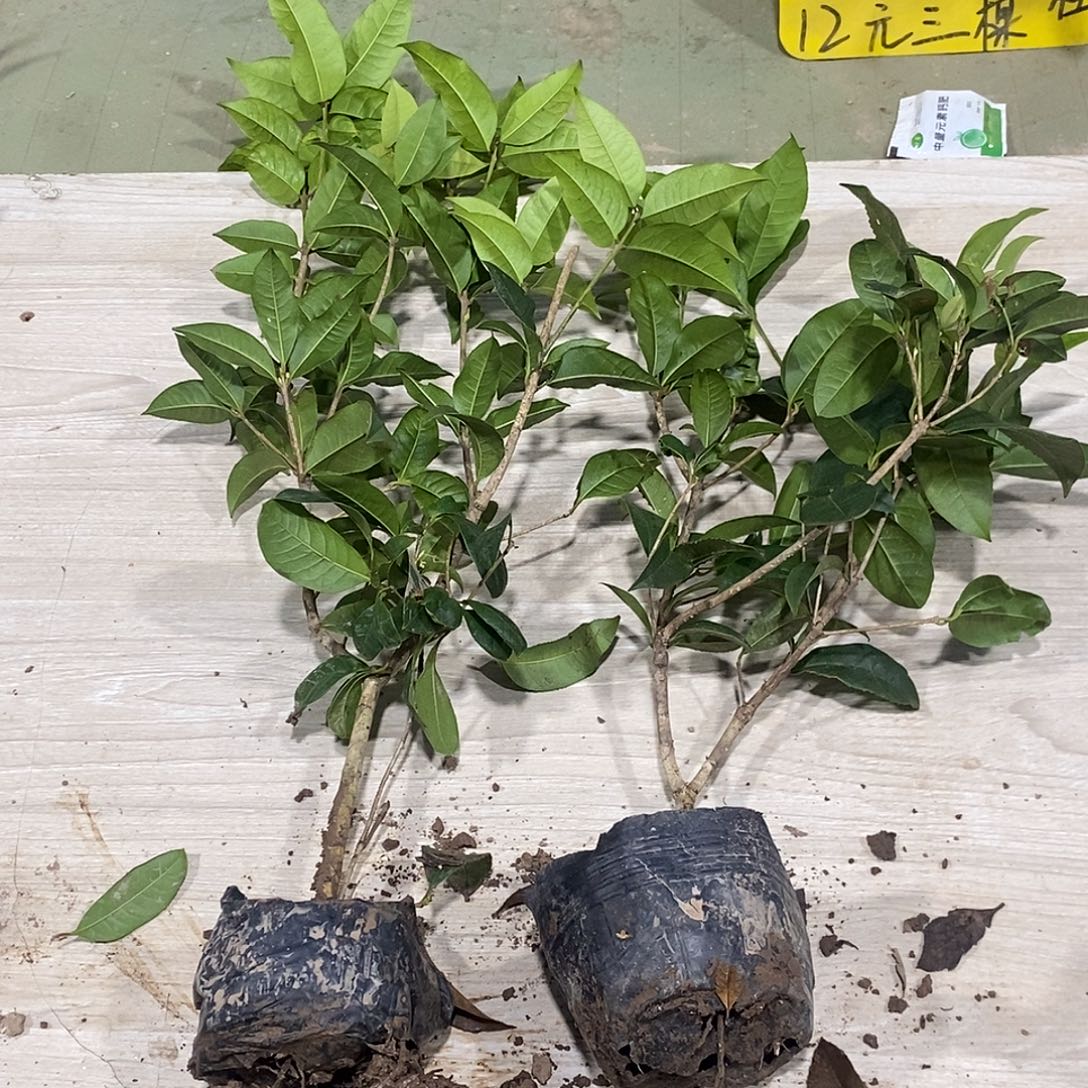 完全开放一物一拍的桂花