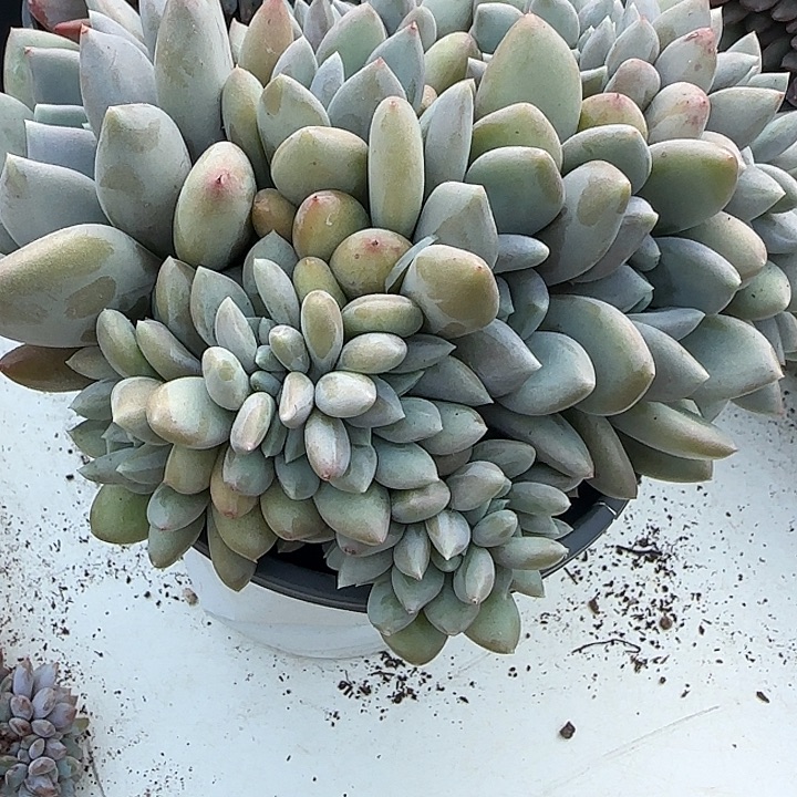 唐***拉青蛙王子儿童牙膏11