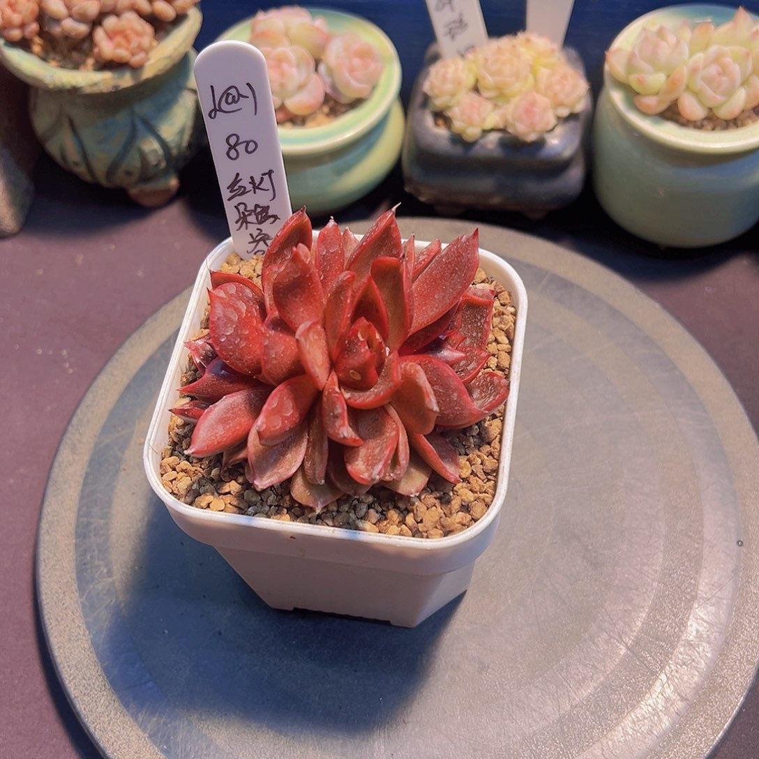 ?***?红灯，多肉植物，