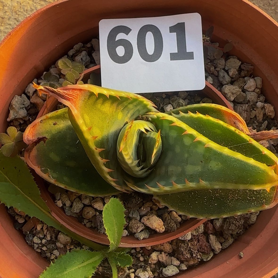 【闪购商品】b***k块根植物