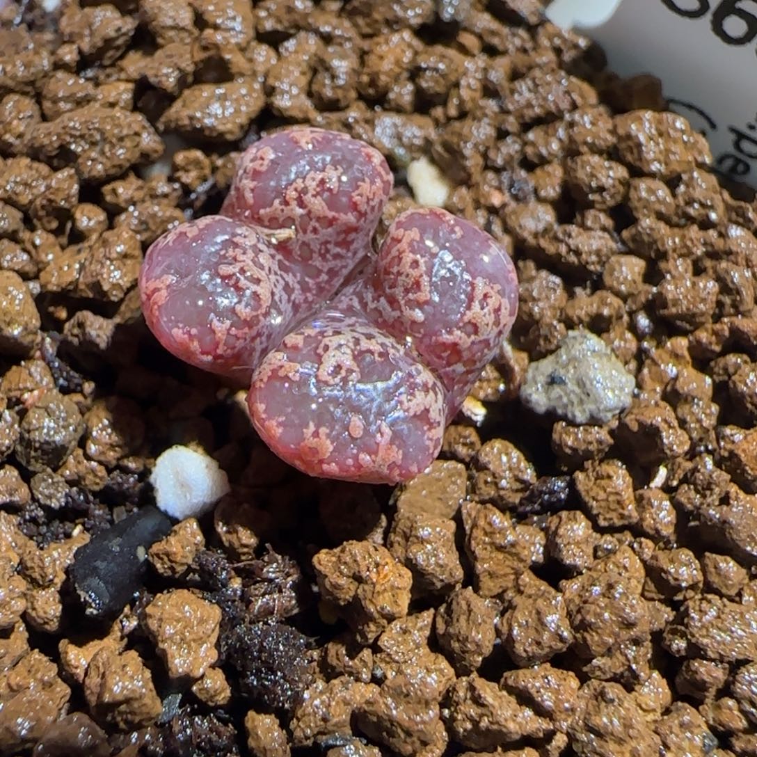 肉锥多肉植物百科-3km勋章913