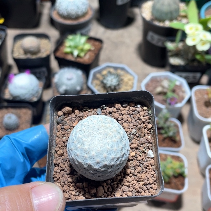 858师生白鸟仙人球