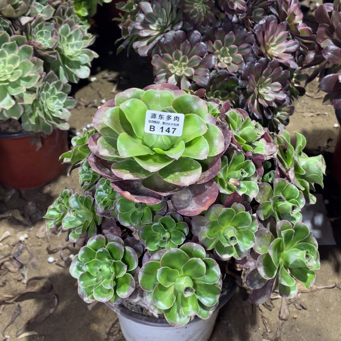 147魅金玫瑰多肉法师断枝不包