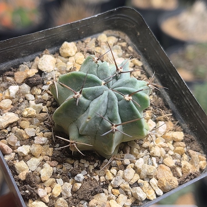 黑猴丽花实生球一颗3.6公分