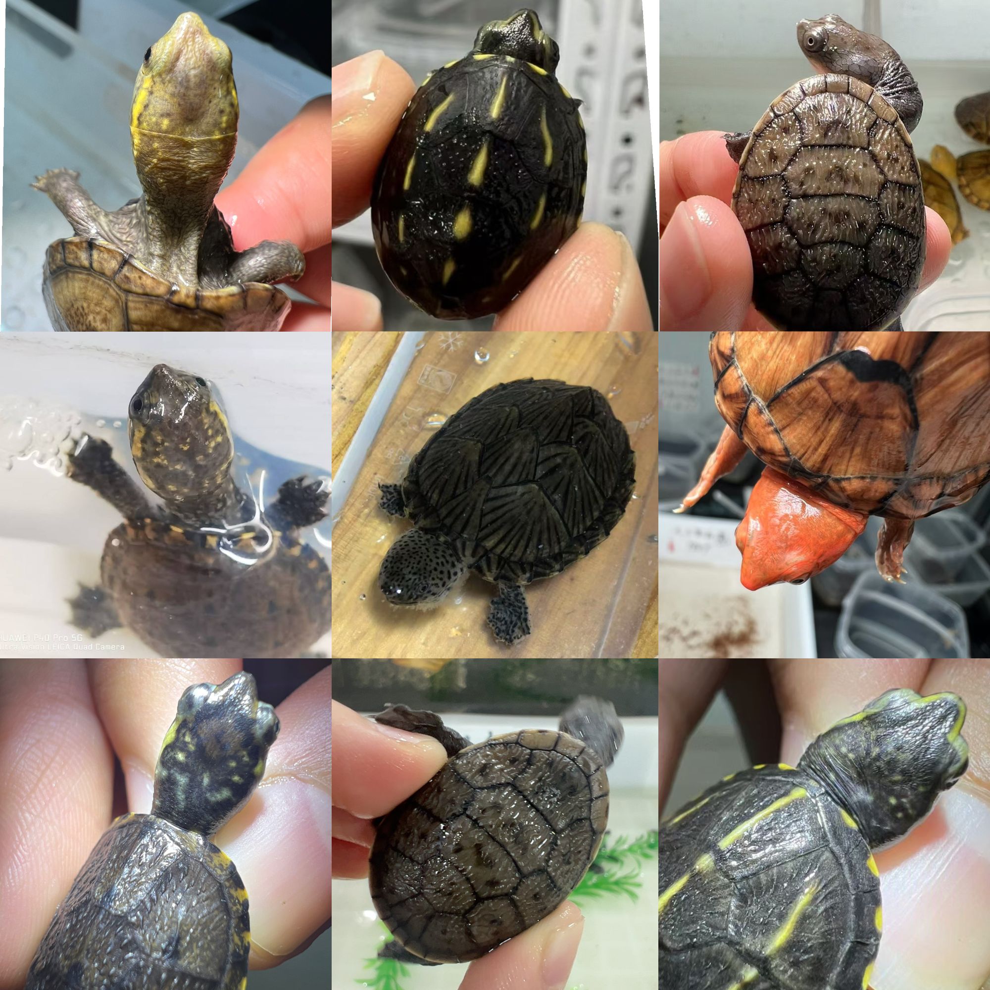 【直播间】观赏龟蛋龟 果核 剃刀 头盔 红面 蛇颈 巴西 闲拍无效